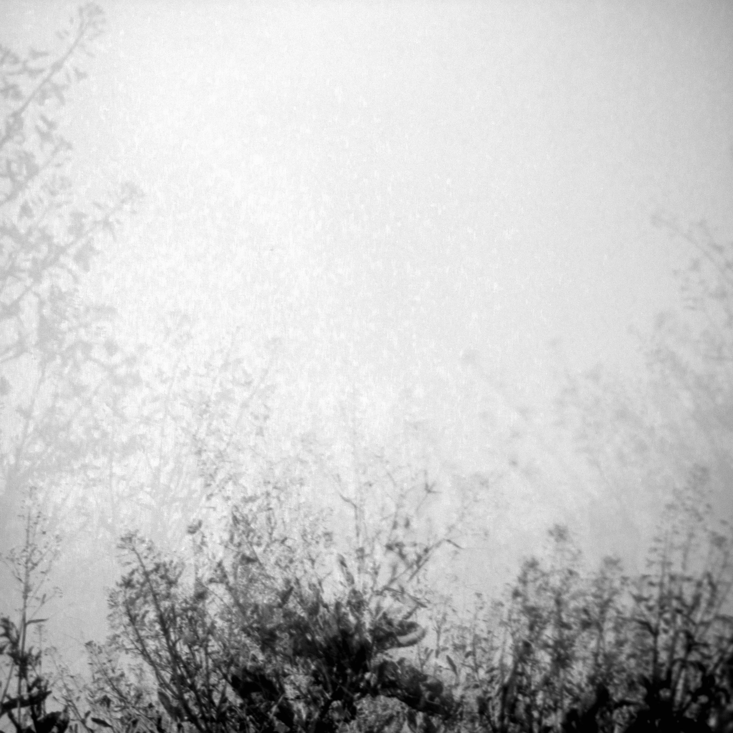 Bare winter trees shrouded in heavy grey mist on a dark day, representing the isolation of deep grief and bereavement counselling in Dorset.