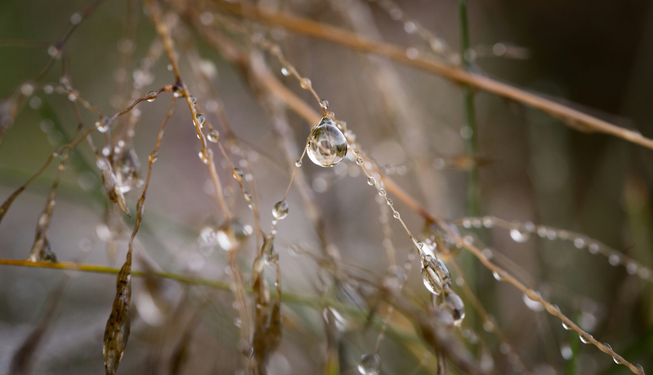 Tree twigs with water droplets against a blurred background of green spring foliage, representing hope, emotional renewal, and private grief counselling in Dorset.