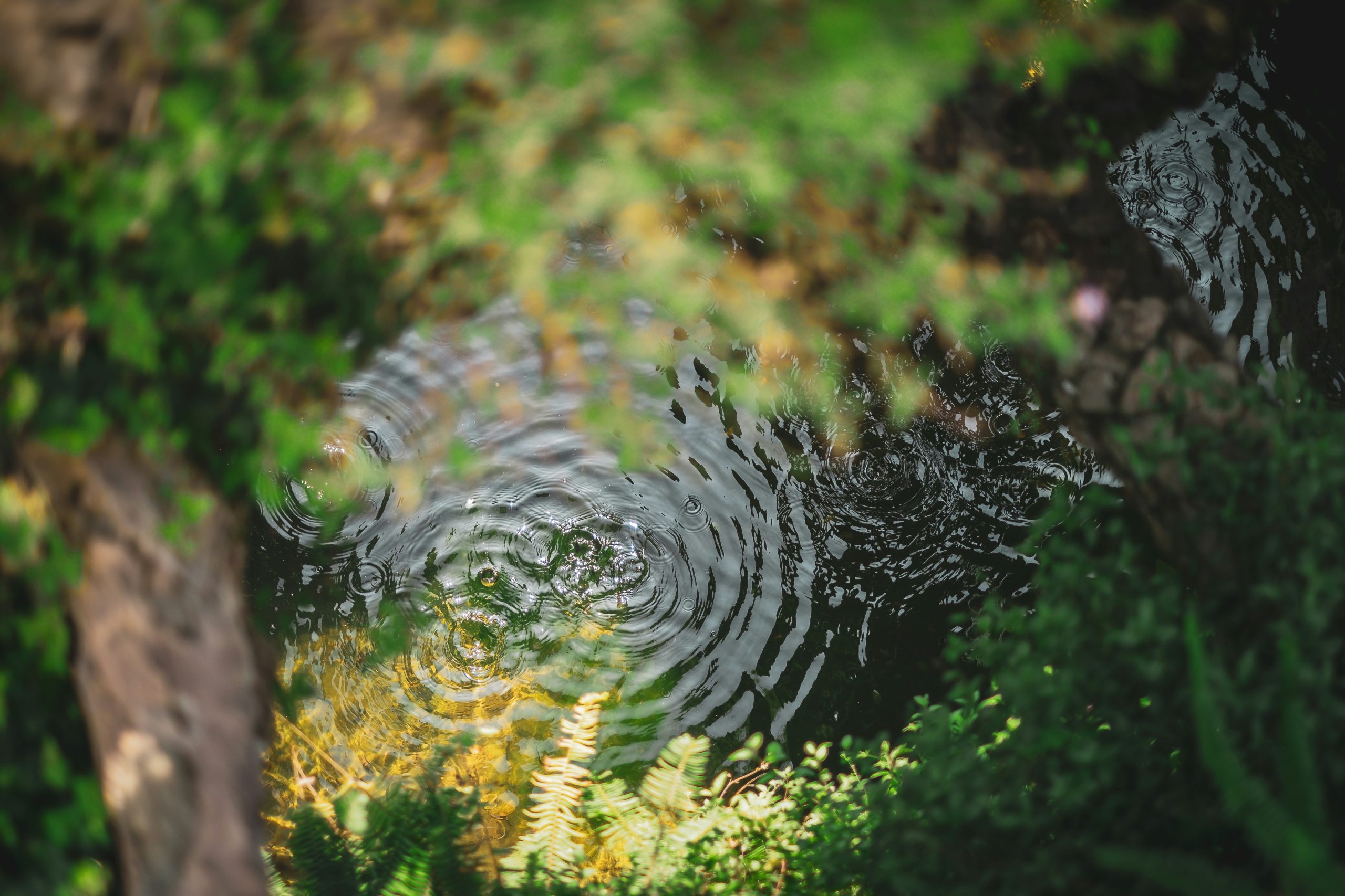 A reflection of vibrant green trees in gentle water ripples, representing the return of vitality, emotional processing, and depression therapy in Milborne St Andrew, Dorset.