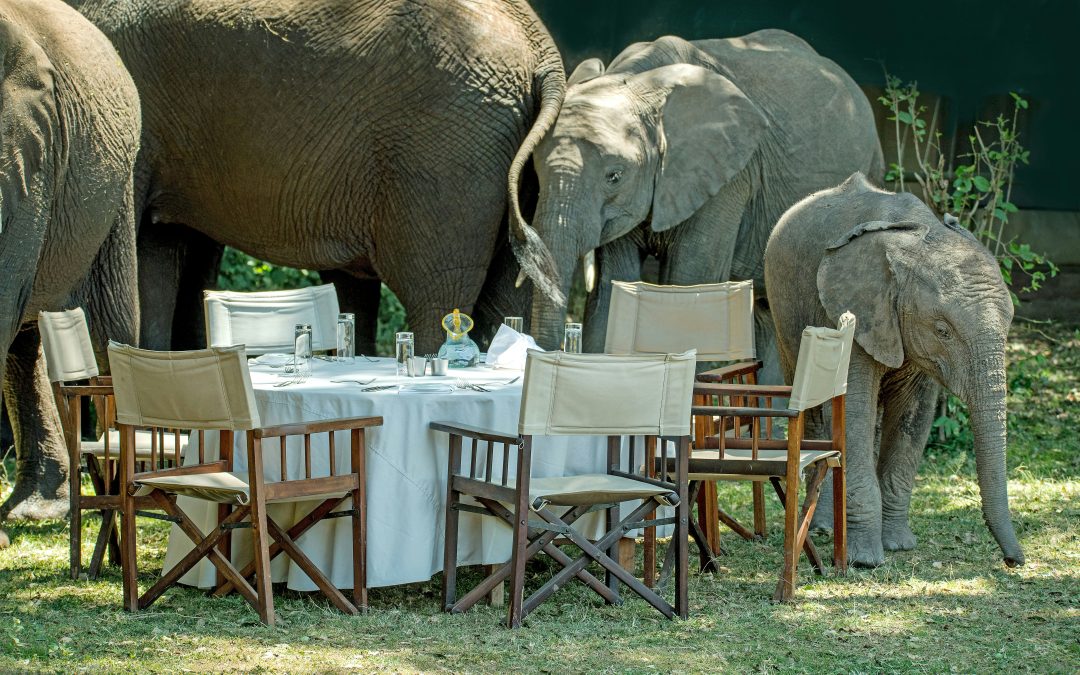 The Elephant in The Room