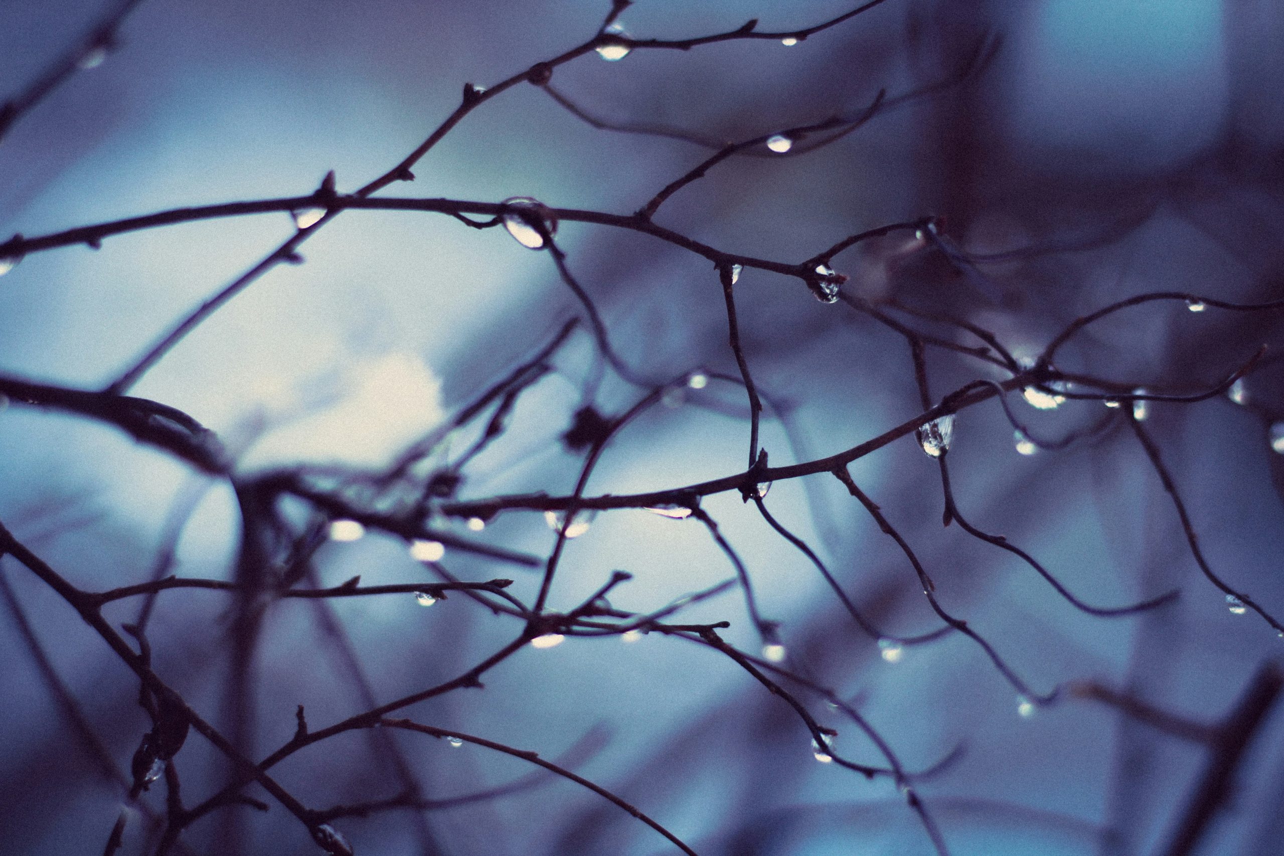 are tree twigs with suspended water droplets against a dark blue twilight sky, representing the heavy stillness of depression and somatic counselling in Milborne St Andrew.