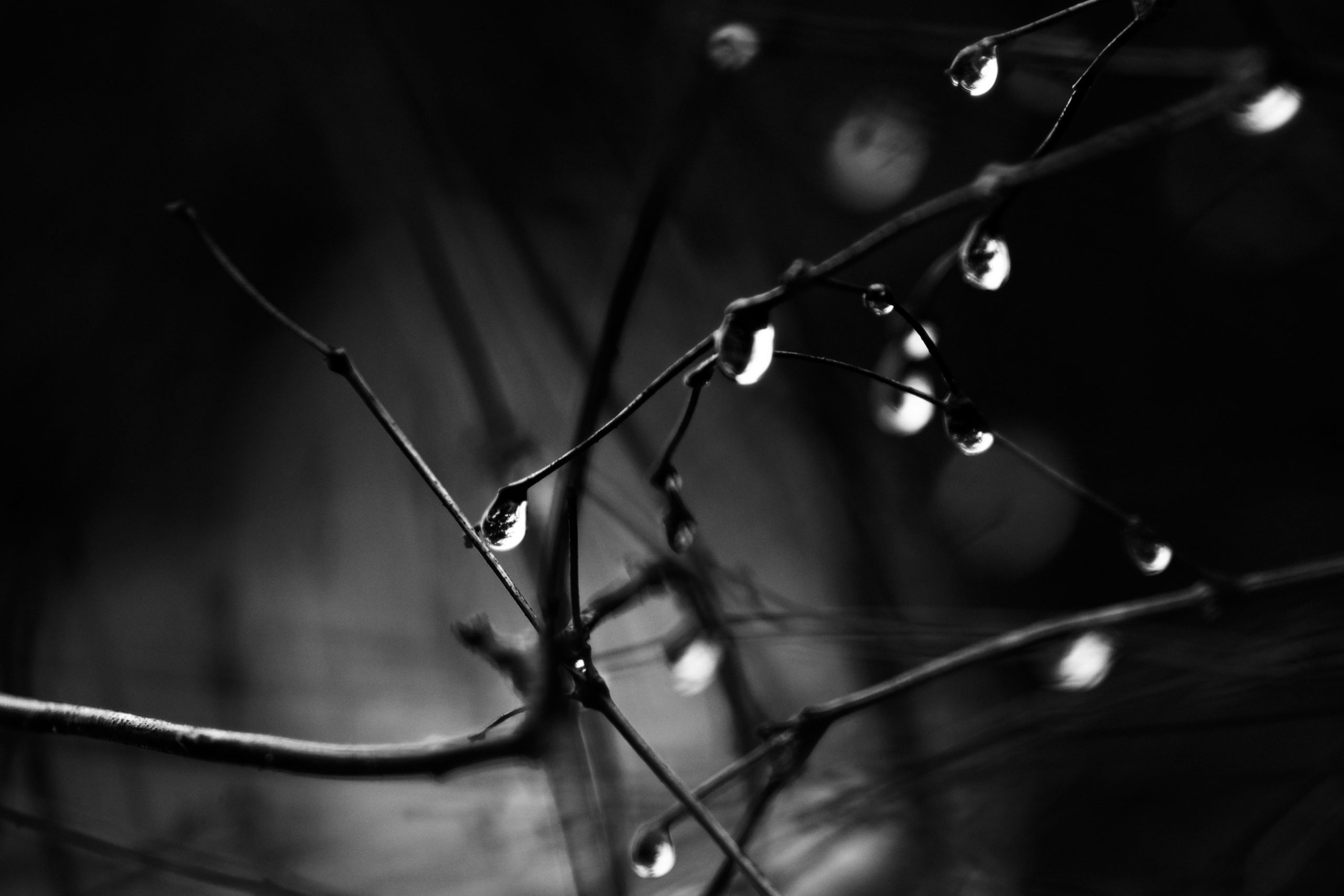 Water drops clinging to a bare tree twig against a dark night background, representing the fragile weight of loss and bereavement support in Dorset.